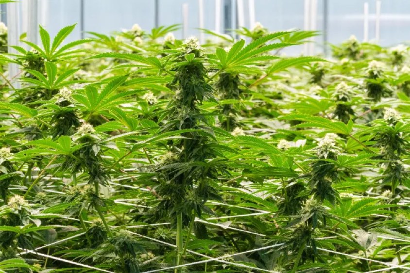Flowering cannabis canopy in our greenhouse