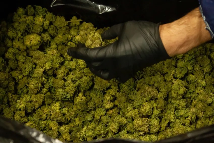 Bulk cured cannabis ready for production