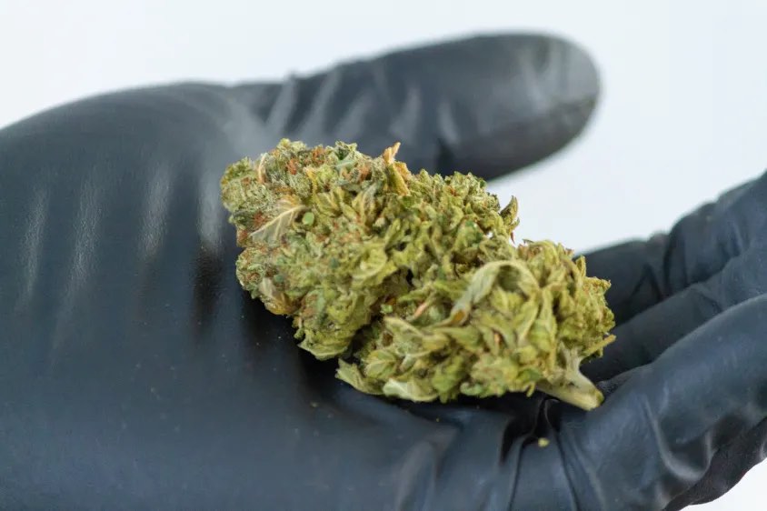 Cured cannabis flower held in a gloved hand